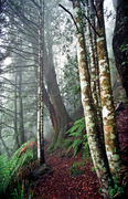 LS144 Coachwood, New England National Park NSW